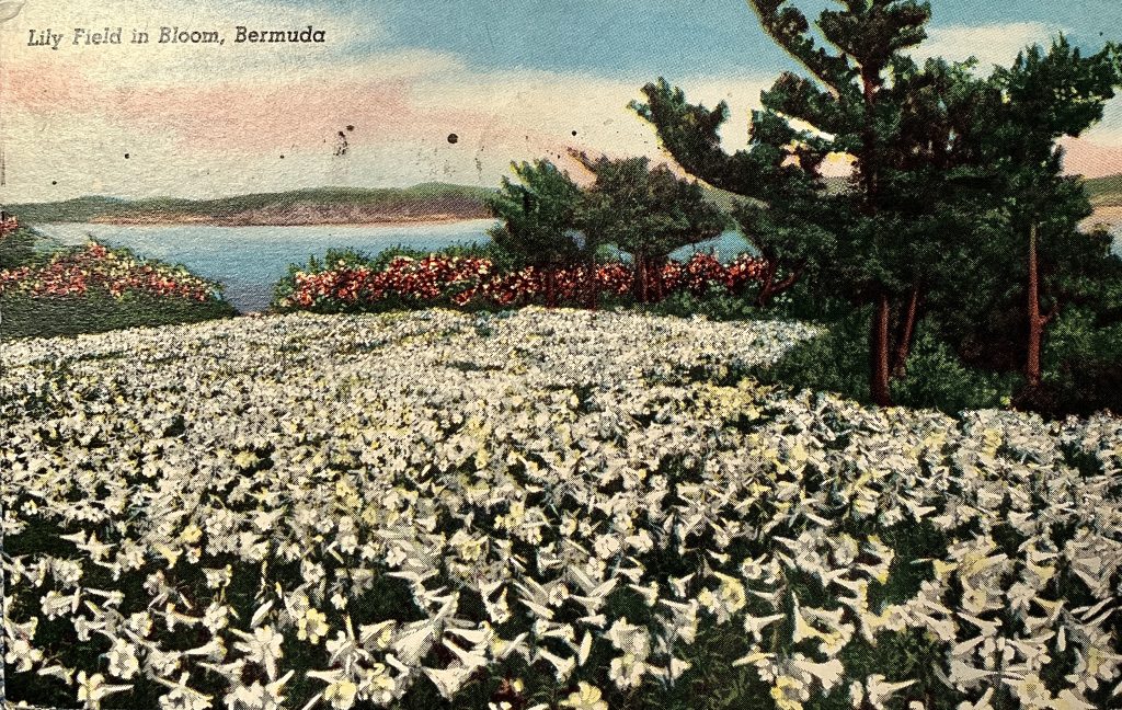 Mid-Century Bermuda Postcard