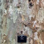 London Plane Tree at Kew